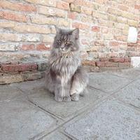 Cappellaio4